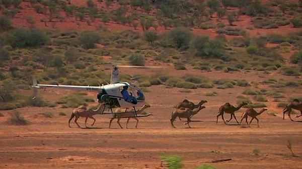 2. Avustralya'daki yangın kontrol altına alınamayınca kuraklıkla mücadele eden Güney Avustralya'da su kaynaklarını tükettiği gerekçesiyle yaklaşık 10 bin yabani devenin helikopterlerden ateş edilerek itlaf edilmesine karar verildi.