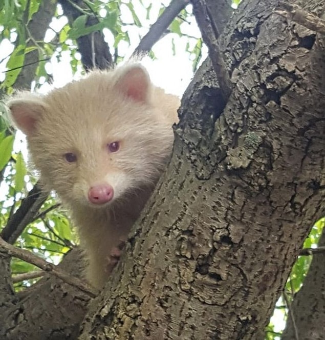5. 'Pensilvanya'da bulunan albino rakun.'