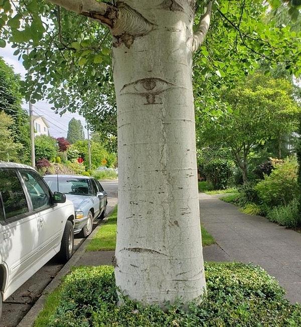 9. 'Komşumun bahçesindeki huş ağacında bulunan sembol tek gözlü canavarlara benziyor.'