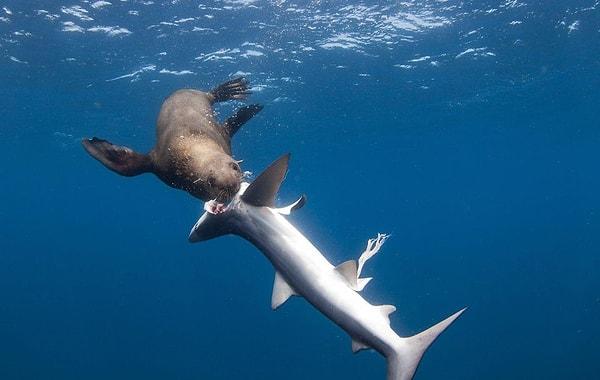 Kürklü Fok balığı ve mavi balinanının mücadelesi...