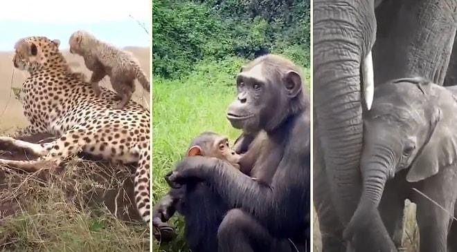 Anne Hayvanlardan İzlerken Gözlerinizden Kalpler Fışkırtacak Muhteşem Görüntüler