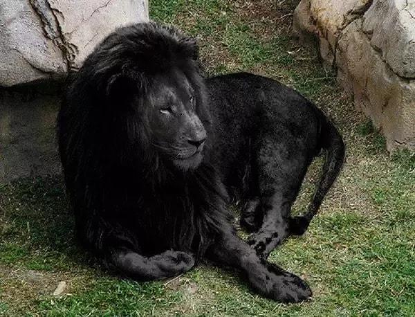 13. Bir süredir internette dolaşan bu siyah aslan aslında siyah değil. Rengiyle oynanmış.