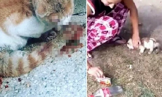 Sosyal Medyada Kedilere Yönelik Şiddet İçeren Video ve Fotoğrafları Paylaşınca Halk Tepki Gösterdi: '#SudeAndaşTutuklansın'