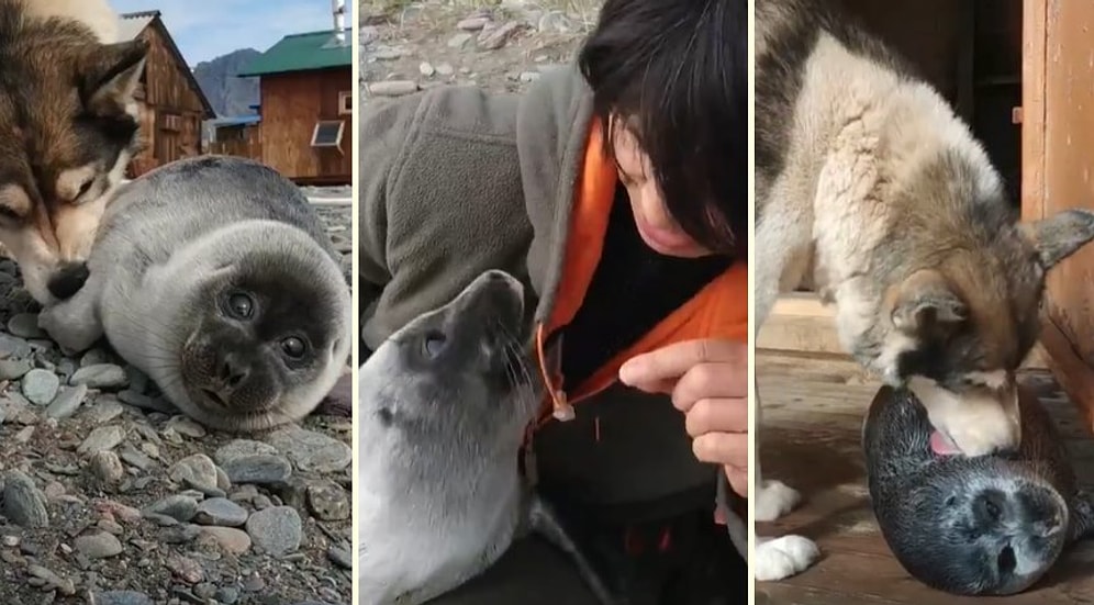 Baykal Gölü Kenarındaki Fokun Yoğun İlgiye Maruz Kaldığı Sevimli Anlar