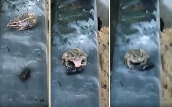 Tadını Beğenmediği Böceği Elinin Tersiyle Fırlatan Kurbağa
