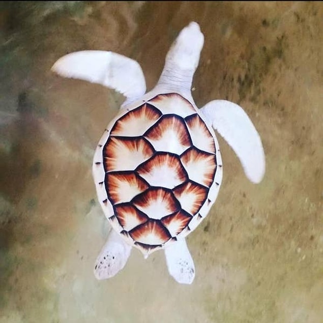 10. Albino su kaplumbağası görmüş müydünüz daha önce?