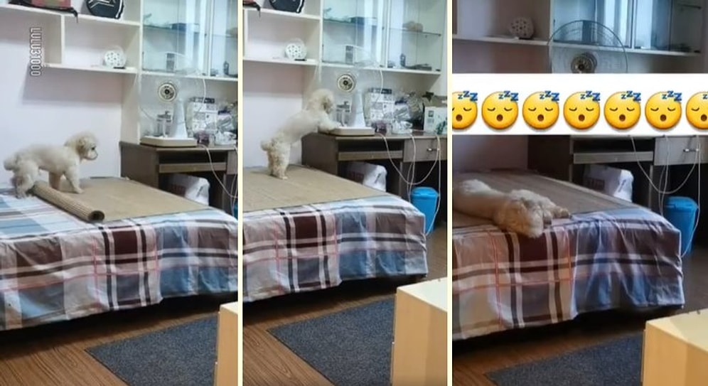 Yatağını Hazırlayıp Vantilatörü Açan Sonrasında da Işığı Kapatıp Bir Güzel Uyuyan Köpek