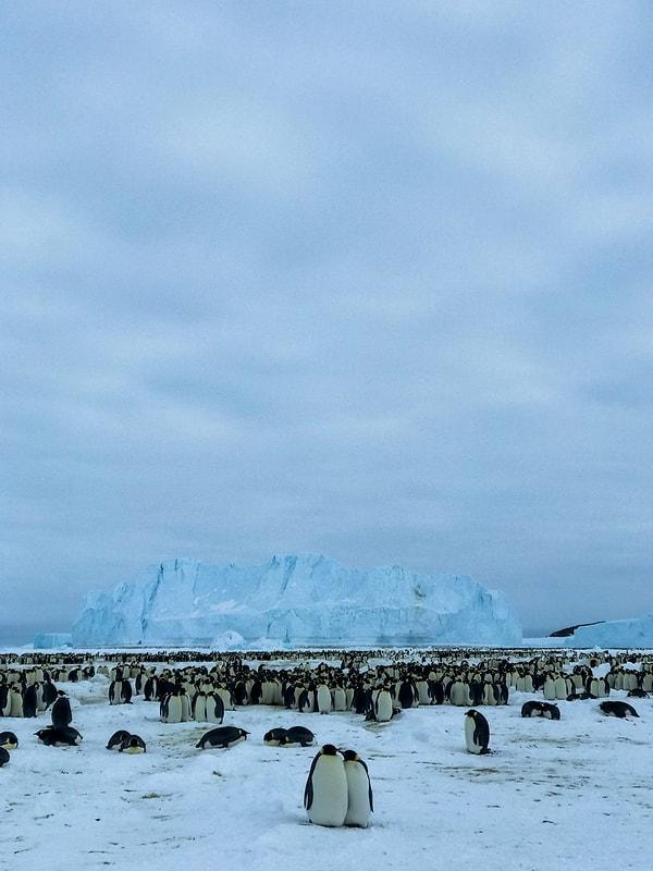 "Bu sabah penguenlerin kolonisini ziyaret ettik."