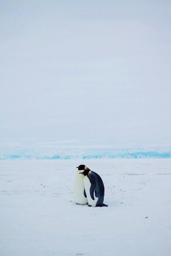 "Bu çifte bakarken kalbim eridi. Orada geçirdiğimiz zaman boyunca böyle duruyorlardı. Sırtları diğer penguenlere dönüktü ve buzullara bakıyorlardı."