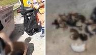 Küçükçekmece'de Vahşet: Çöp Konteynerinde 16 Kedi Ölüsü Bulundu