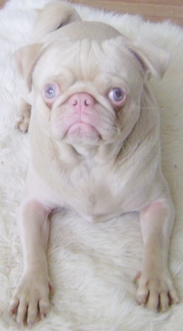 5. 'Bloomin baktığınız anda içinizi ısıtacak mavi gözlü bir Pug.