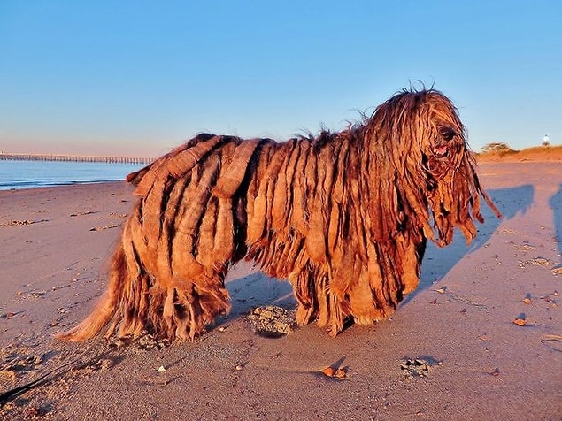 14. ''Bergamasco çoban köpeklerini sıklıkla görmezsiniz, merak ettiyseniz onlara biraz zaman ayırın ve araştırın.''