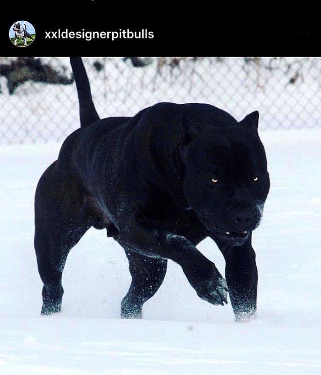 15. Pitbull Prag eşsiz güzellikte siyah tüyleriyle çoğunlukla siyah panterle karşılaştırılıyor.