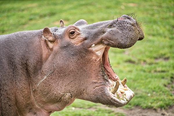 9. Hipopotamlar timsahları yalamaktan hoşlanır.