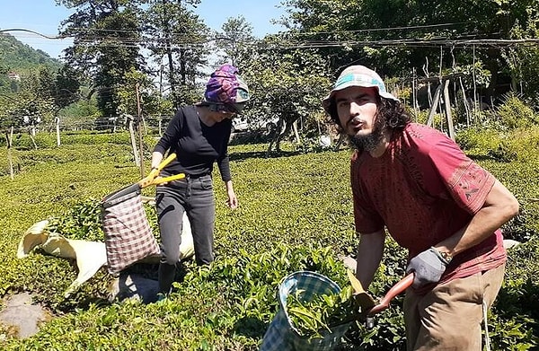 Bağ bahçe işlerine girişip kendi sebzelerini ekmişler bununla yetinmeyip çay bile toplamışlar. :)