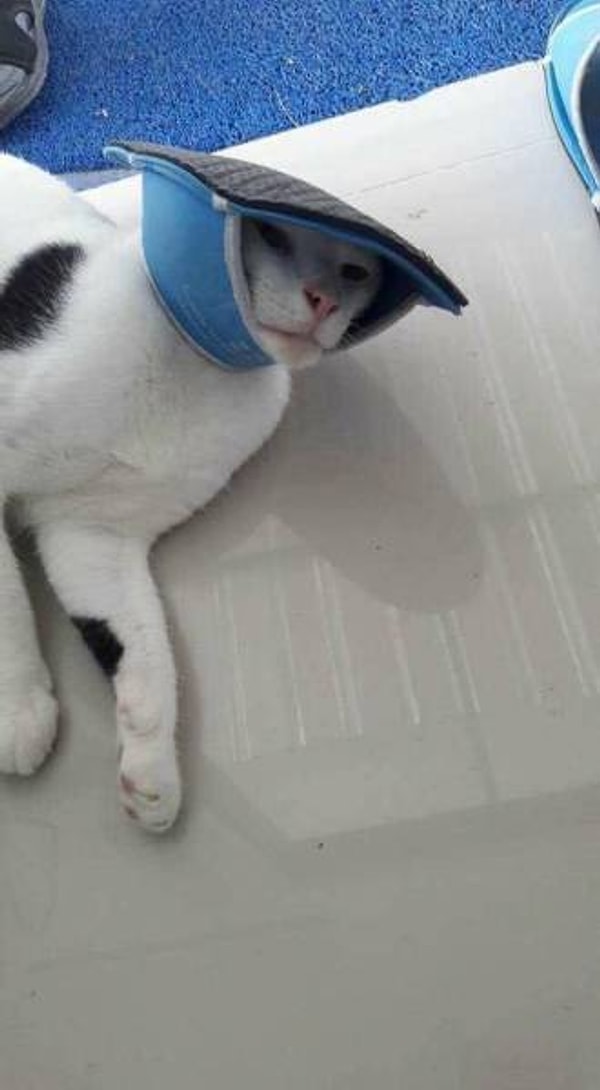 11. Когда твоя мама купила тебе шляпу и говорит, что ты в ней хорошо выглядишь: