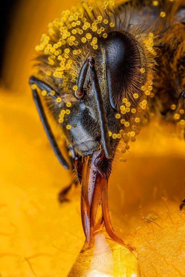 5. Sakız kabağı poleniyle kaplı bal arısı