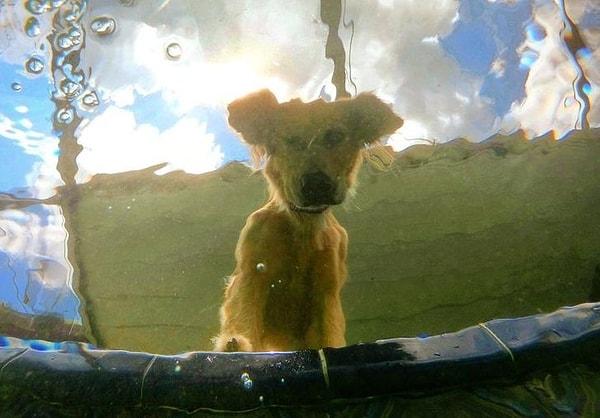 8. "Bu bir resim değil. Suyun altındayken bana bakan köpeğimin fotoğrafını çektim."