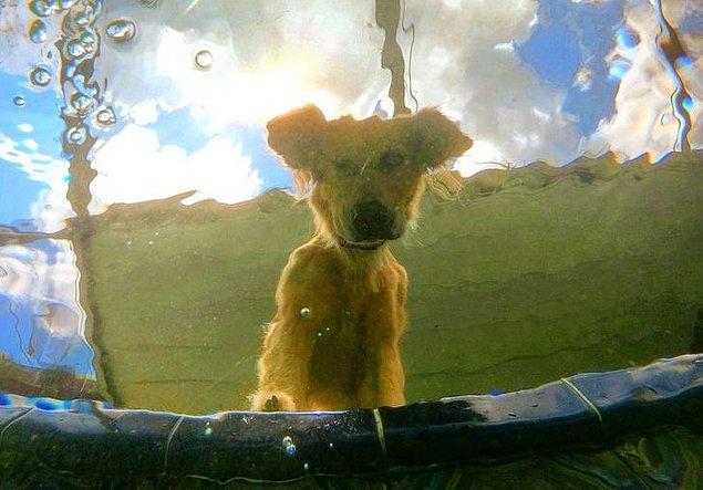 8. "Bu bir resim değil. Suyun altındayken bana bakan köpeğimin fotoğrafını çektim."