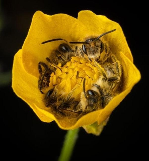 16. Aynı çiçeğe gelen 4 arı