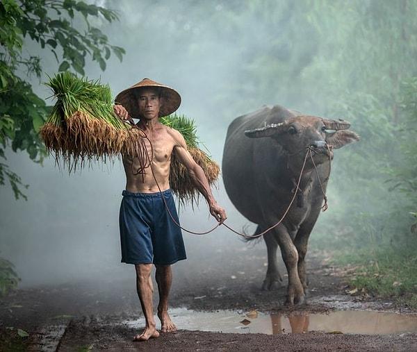 10. Bufalosu ile birlikte Vietnamlı bir çiftçi.