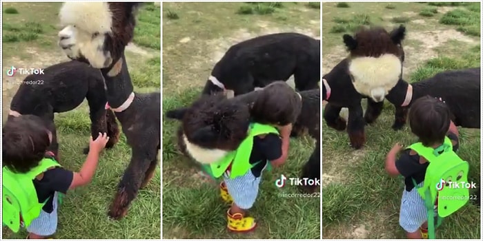 Kendisini Sevmeye Gelen Küçük Çocuğa Sarılıp Ona Sevgi Gösteren Alpaka Devesi