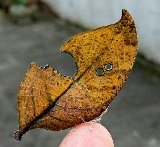 1. ''Bu kelebek küçük böcekler tarafından ısırılmış, solmuş bir yaprağı taklit ediyor.''