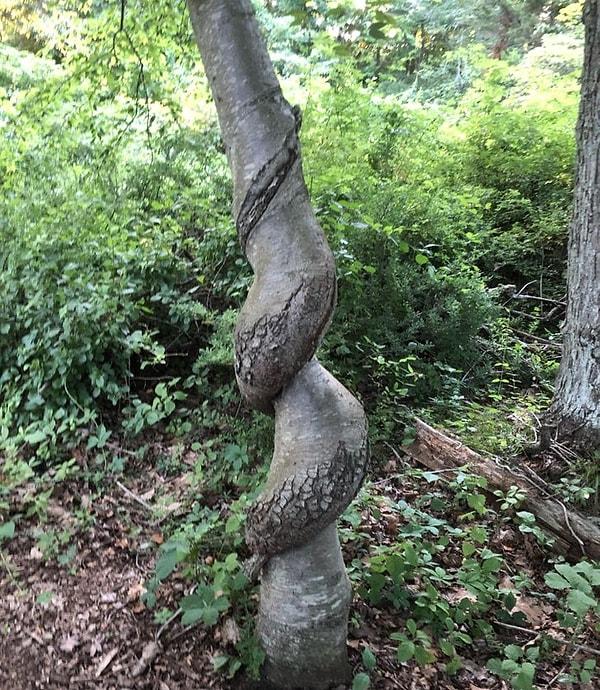 18. "Ormanda yürüyüş yaparken rastladığım spiral görüntüdeki bu ağaç."