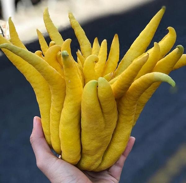 3. ''Buda'nın eli, lezzetli ve kabuklu bir narenciye türüdür. Tıpkı limonun kabuğu gibidir.''