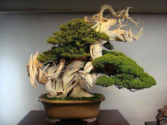 4. '800 yaşındaki bonsai ağacı.'