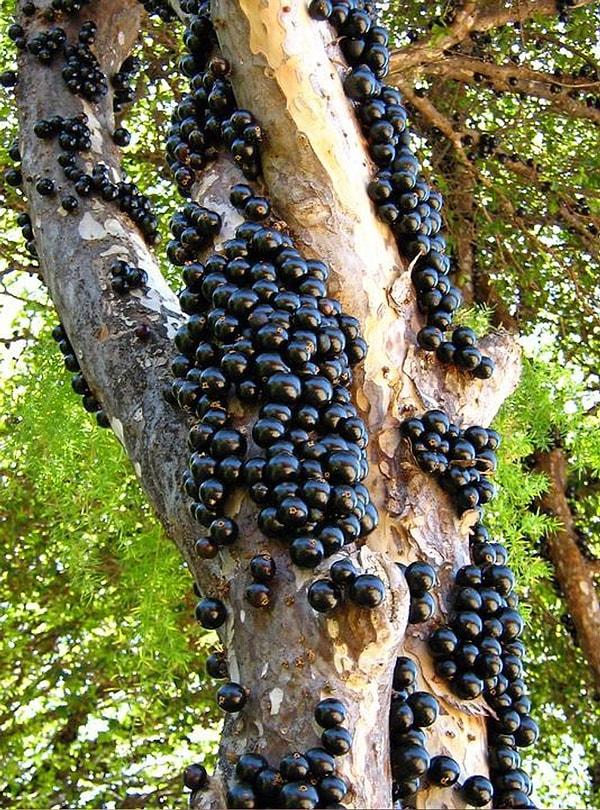 5. ''Jabutibaca ağacı Brezilya üzüm ağacı olarak da bilinir. Bu ağacı özel kılan şey meyvelerinin ağacın gövdesinde yetişmesidir.''