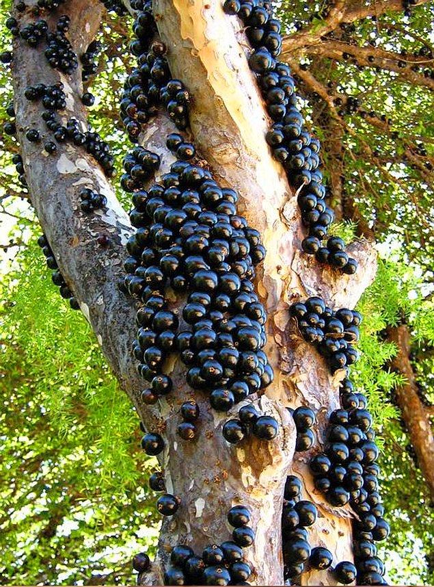5. ''Jabutibaca ağacı Brezilya üzüm ağacı olarak da bilinir. Bu ağacı özel kılan şey meyvelerinin ağacın gövdesinde yetişmesidir.''