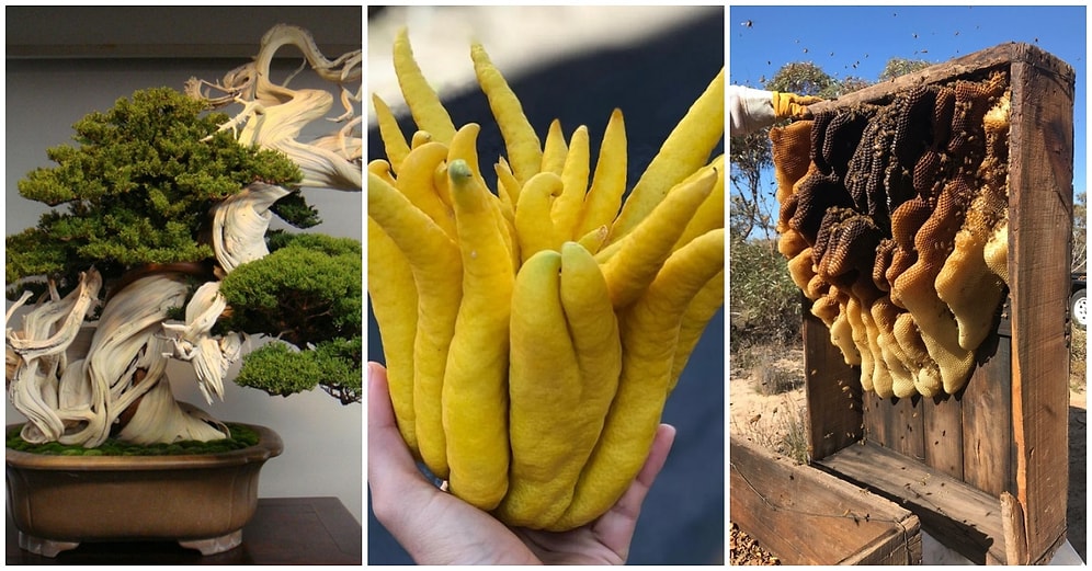 Sahip Olduğu Özelliklerle Eşsizliklerini Kanıtlamış Olan ve Doğanın Mucizelerini Gözler Önüne Seren 22 Şaheser