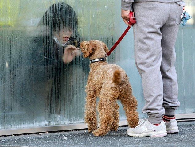 10. 2011'de Japonya'da yaşanan depremin zarar verdiği nükleer santrallerden dolayı radyasyona maruz kalan kız, izolasyonda olduğu odadan köpeğine selam veriyor.