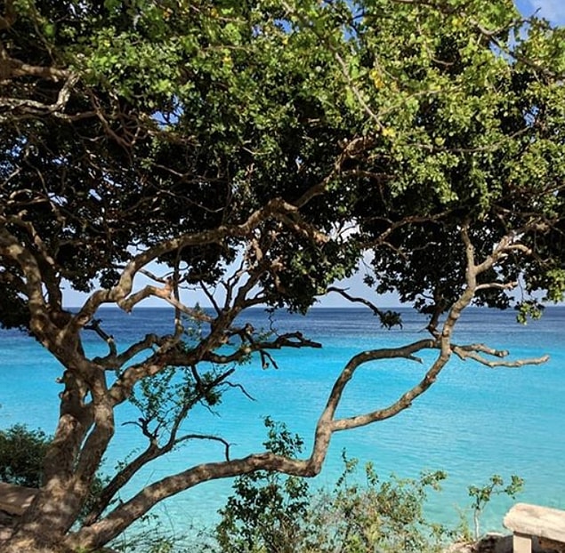 6. Manchineel dünya üzerinde bilinen en zehirli ağaçtır. Görünüşü her ne kadar sıradan bir elma ağacına benzese de meyveleri zehirlidir ve ağacın besi suyu cildi yakar.