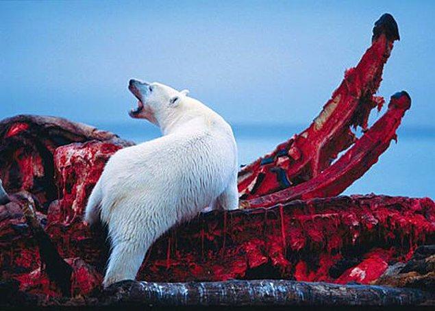 4. Kutup ayısı ve onun muhteşem ziyafeti: