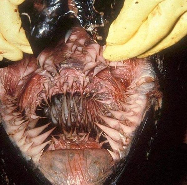 16. Deniz kaplumbağasının ağzının içi: