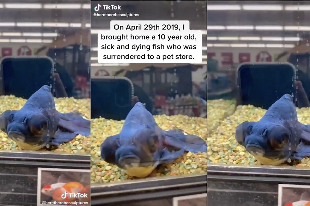 1 Yıl Önce Petshop'ta Gördüğü Zor Durumdaki Balığı Satın Alarak Hayata Döndüren Güzel İnsan
