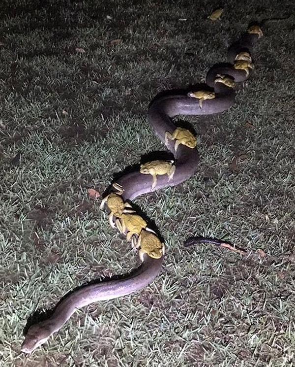 9. Avustralyalılar için garip bir durum yok, kurbağalar bir yılan üzerinde seyahat ediyorlar.