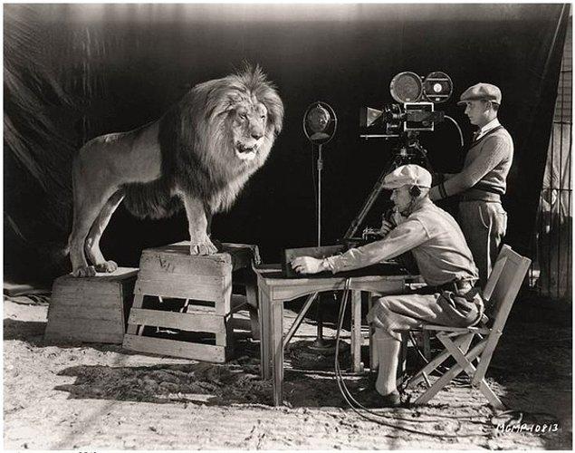 8. Aslan Jackie, Hollywood stüdyosu MGM'nin kükreme kaydı, 1928.