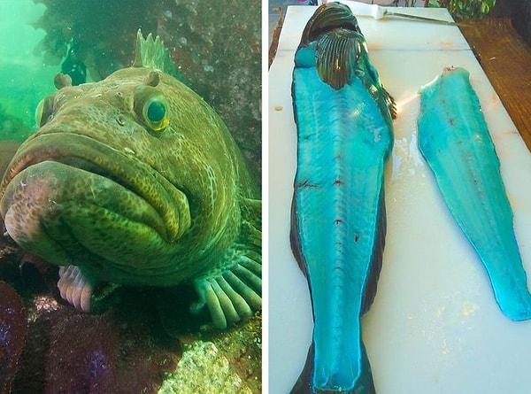 3. Çok nadir görülen mavi bir et tabakasına sahip bu dip balığı.