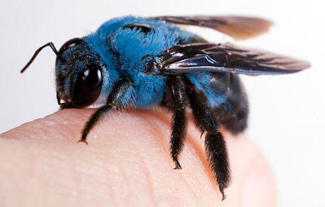 16. Mavi renkli bu arı.