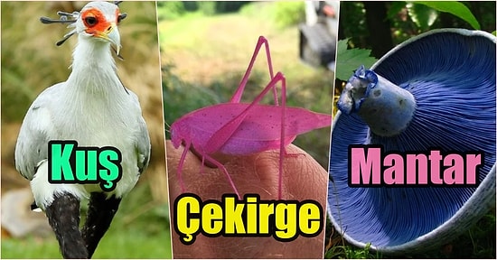 Doğanın Yaratıcılığının Sınırsız Olduğunu Eşsiz Görüntüleri İle Kanıtlayarak Hayran Bırakan 17 Fotoğraf