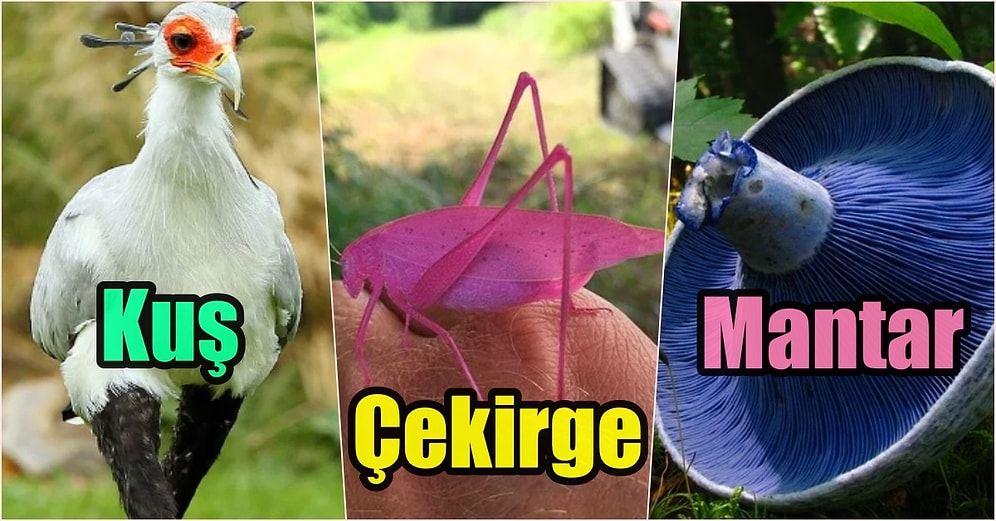 Doğanın Yaratıcılığının Sınırsız Olduğunu Eşsiz Görüntüleri İle Kanıtlayarak Hayran Bırakan 17 Fotoğraf