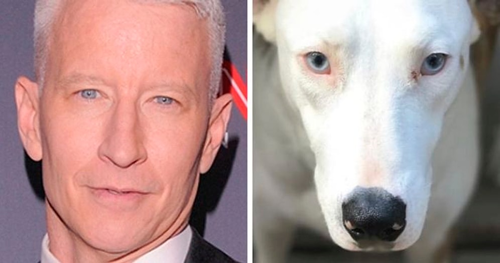 Люди делятся фотографиями своих собачек и их персонажами-двойниками (30 фото)