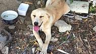 Goldi'yi Gece Bıçaklayarak Yaralamıştı: İfadesi Alınıp Serbest Bırakılan Şahıs Sabah Köpeği Öldürdü