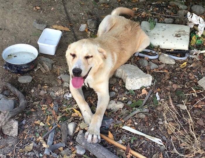 Goldi'yi Gece Bıçaklayarak Yaralamıştı: İfadesi Alınıp Serbest Bırakılan Şahıs Sabah Köpeği Öldürdü