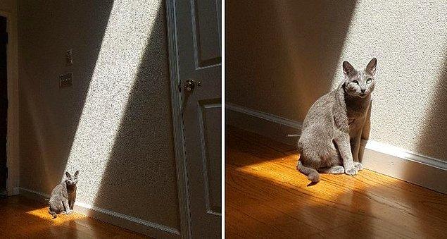 5. 'Güneşte size bu kedi gibi bakacak olan birini bulun.'