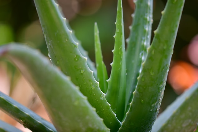 4. Evinizde aloe vera varsa jelini yanık bölgenin üstüne sürün. Bu işlem kuruluğu azalacak ve ferahlamanızı sağlayacaktır.