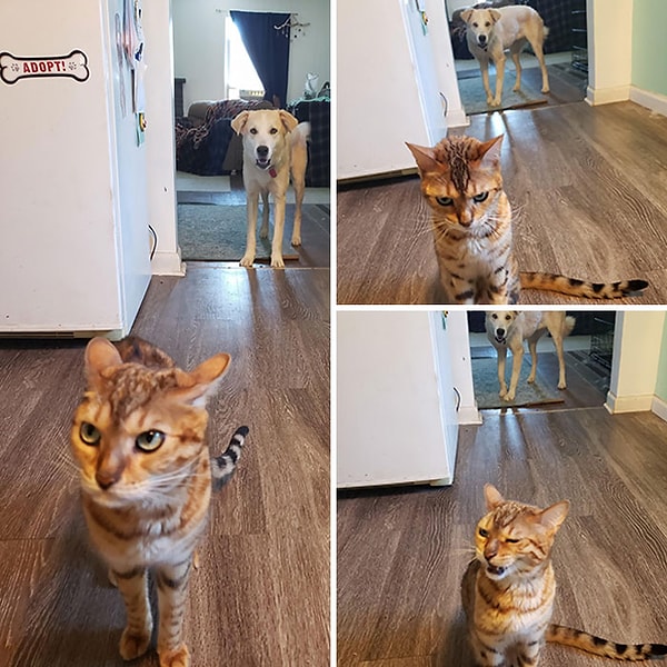 1. Сара (собака) украла кусочек еды Стеллы, и Стелла прибежала ко мне на кухню, чтобы буквально высказать все